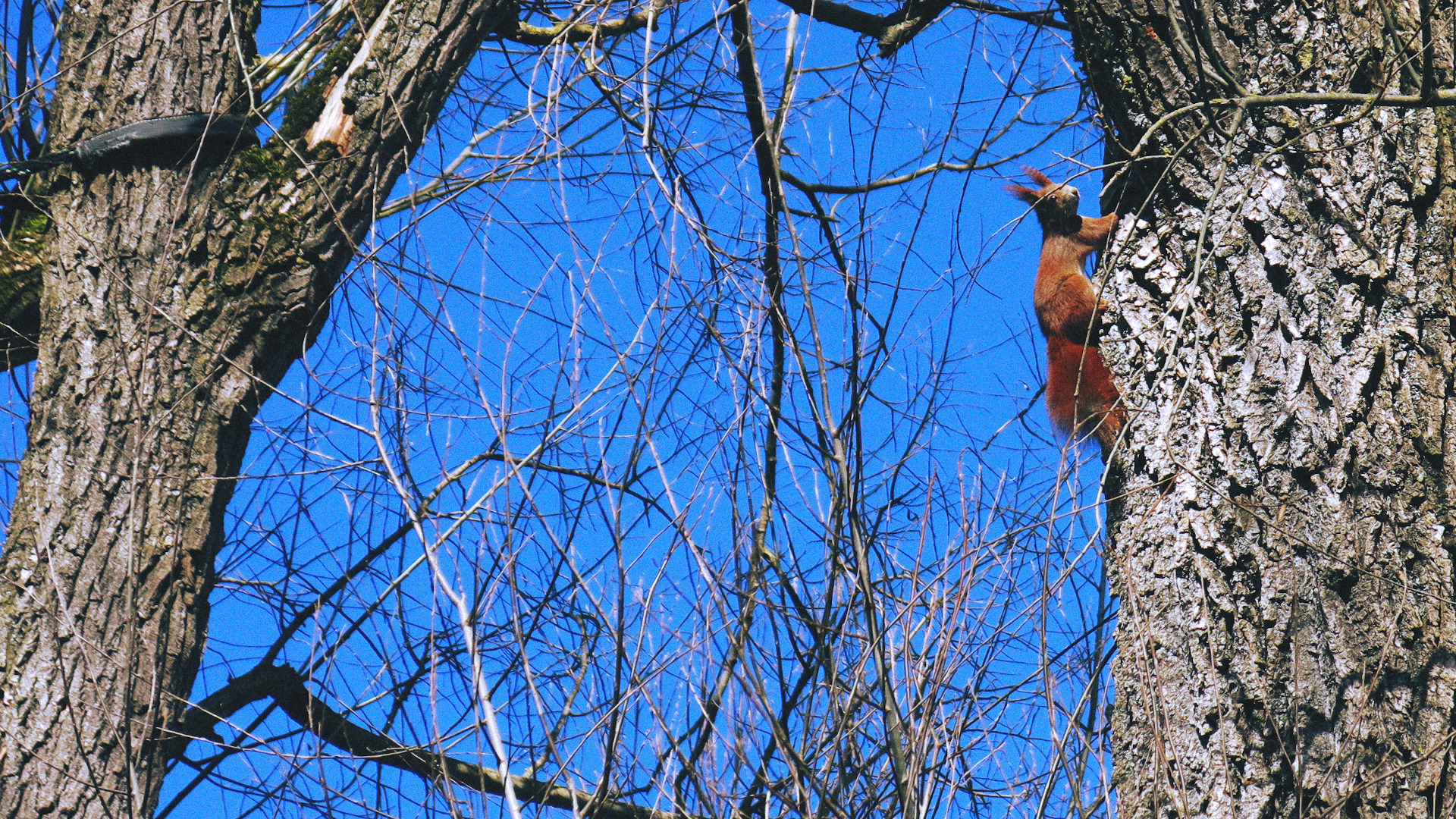 squirrel climbing up a tree